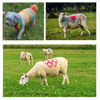 Aeropak 500ml Animal Marking Paint Animal Marker